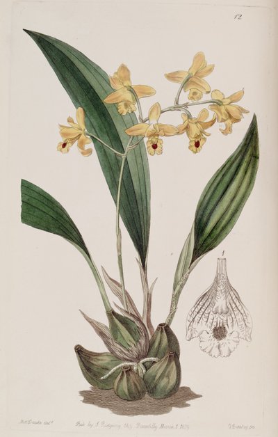Bifrenaria vitellina von Miss Drake